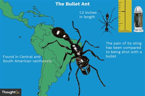 Bullet Ant Facts: Habitat, Predators, and Sting