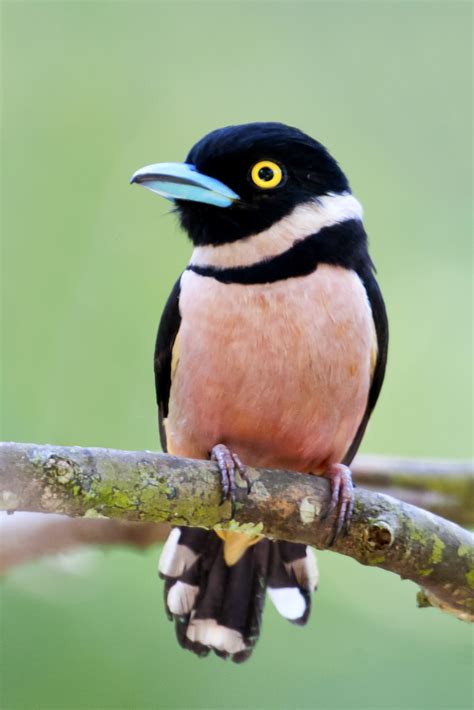 Black and Yellow Broadbill by Allan Seah / 500px