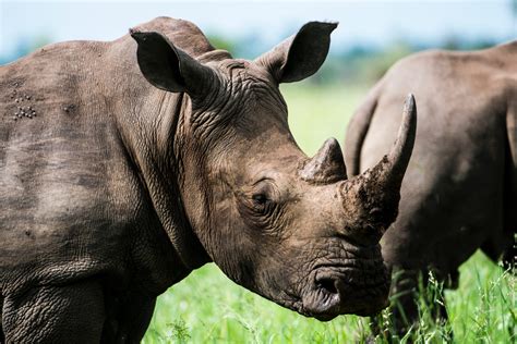 Nördliches Breitmaulnashorn Archive : Mindesthohn