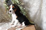 Beaglier Puppies for Sale from Reputable Dog Breeders