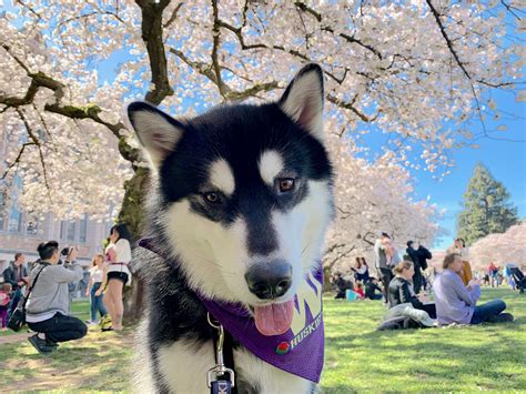 The University of Washington’s Mascot, Dubs — Star of the Show & Family