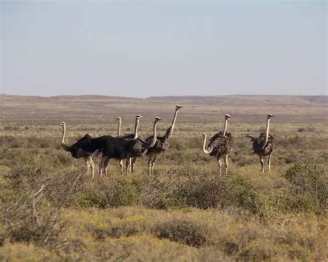 South African ostrich - Facts, Diet, Habitat & Pictures on Animalia.bio