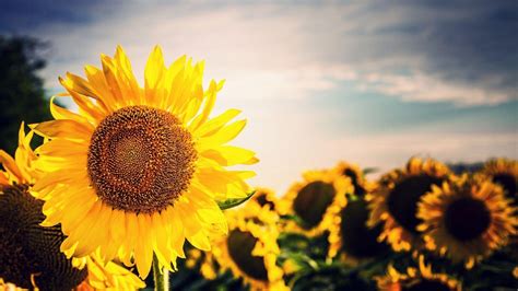 Sunflower Laptop Wallpapers - Top Free Sunflower Laptop Backgrounds ...