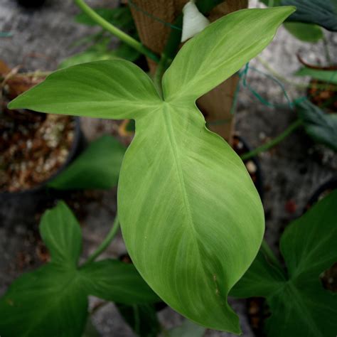 Philodendron camposportoanum – Carnivero