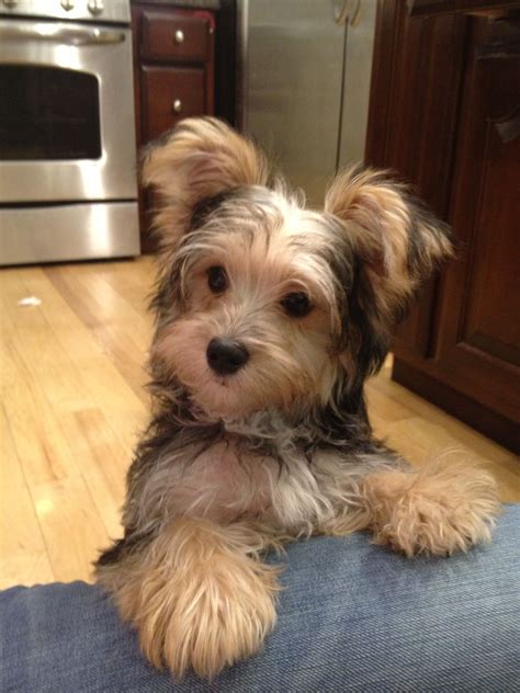 morkie haircuts pictures ... | Morkie puppies, Pets, Cute dogs and puppies