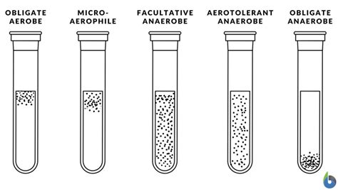 Facultative anaerobe Definition and Examples - Biology Online Dictionary