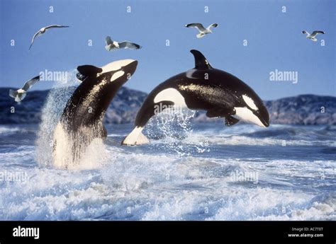 Killer Whale Breaching Pictures | Desktop Wallpapers