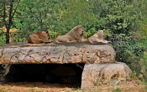 Wildlife parks and Zoos in Italy - Bimbe In Viaggio