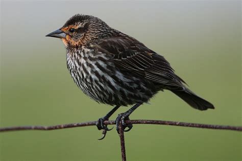 Red-Winged Blackbird Facts, Habitat, Diet, Life Cycle, Baby, Pictures