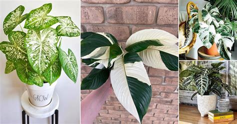 35 Stunning Indoor Plants with Green and White Leaves