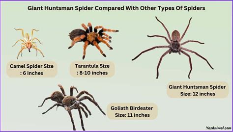 Giant Huntsman Spider Size: Compared With Other Spiders