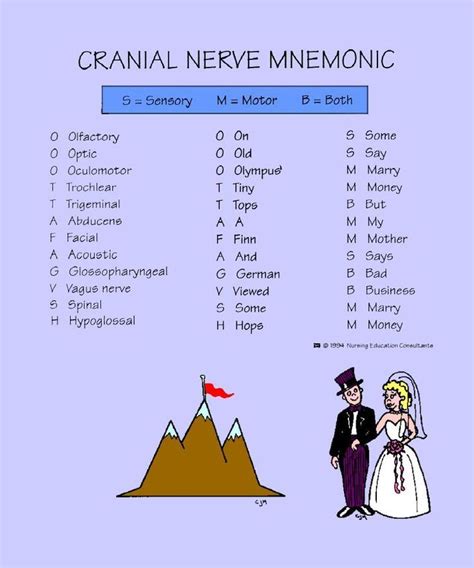 Mnemonic For Cranial Nerves Dirty