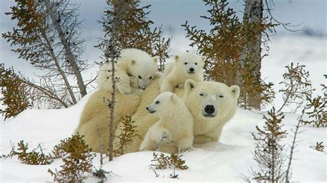 Polar bear family wallpaper - backiee