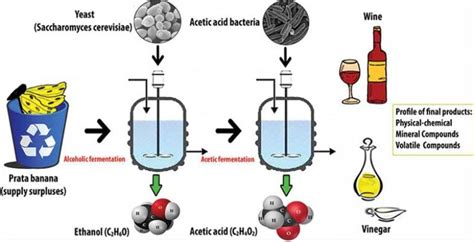 Biotechnology Examples in Everyday Life – StudiousGuy