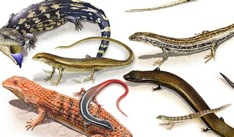 Scale tales: a guide to Aussie skinks - Australian Geographic