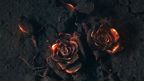 Black Rose Wallpaper 4k