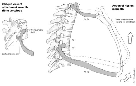 sternum articulation anatomy Quotes