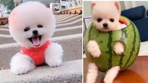 Owning the smallest dog in the world | Cute & Funny pomeranian dogs # ...