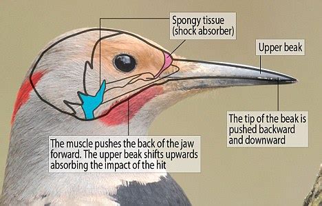 Woodpecker could be the answer to creating better helmets and ...