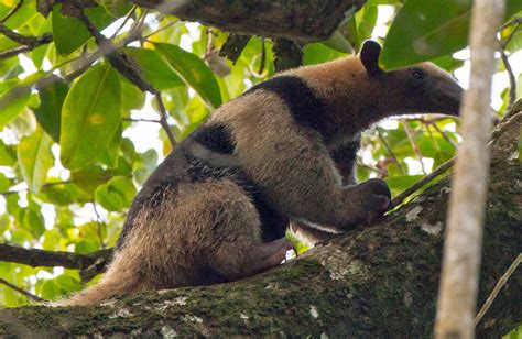 Honduras bird and wildlife tours