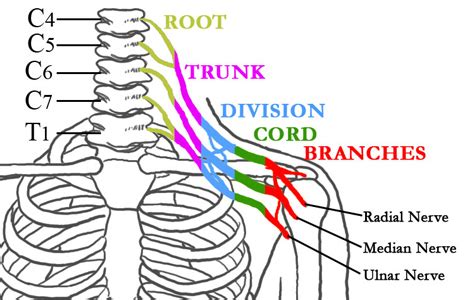 Brachial Plexus Injuries: New Advances in Treatment