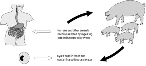 Balantidium in Swine