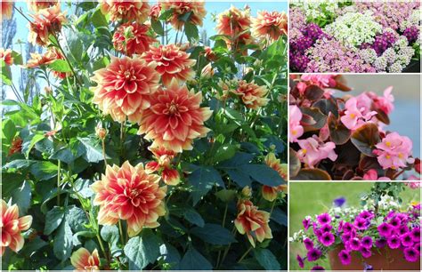 The Most Beautiful Annuals That Will Keep Your Garden Blooming During ...