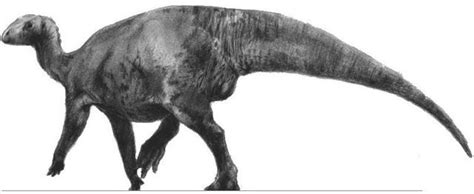 Dryosaurus Pictures & Facts - The Dinosaur Database