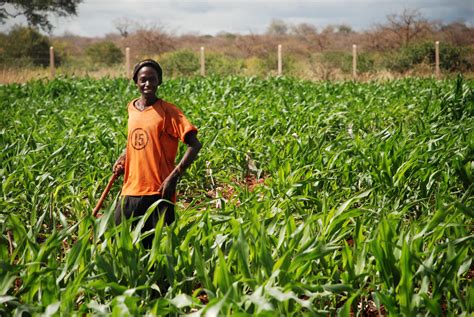 Transforming Ethiopia through Agriculture | Food Security Portal