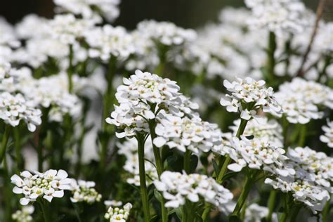 Sweet Alyssum White Flowers – Photos Public Domain