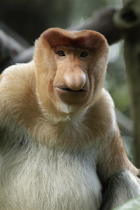 Zoo News Digest: Rare proboscis monkeys in Apenheul!