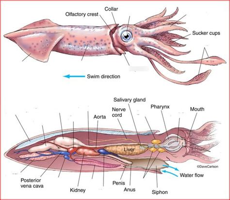 Cuttlefish Diagram