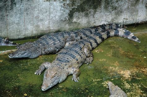 Philippine Freshwater Crocodile (Crocodylus mindorensis) | Flickr