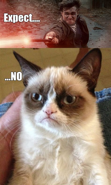 Grumpy Cat - Expect...No | Grumpy Cat | Know Your Meme