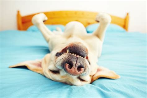 43 Dog Sleeping Puns and Snoozy Sayings - Great Pet Living