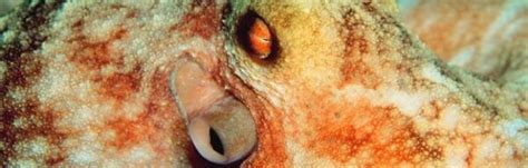 Octopus Predators - Octopus - Facts and Information