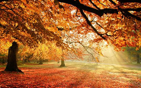 Autumn Tree Wallpaper - WallpaperSafari