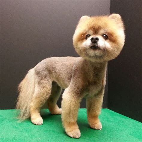 22 best images about Pomeranian haircut on Pinterest | Cute dogs images ...