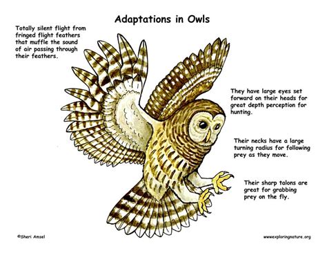 Snowy Owl Adaptations - What and How - BirdBaron