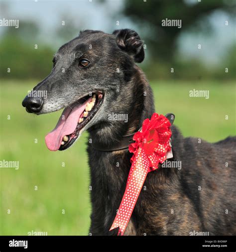 prize winning greyhound dog Stock Photo - Alamy