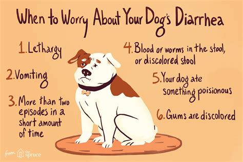 What to Do If Your Dog Has Diarrhea