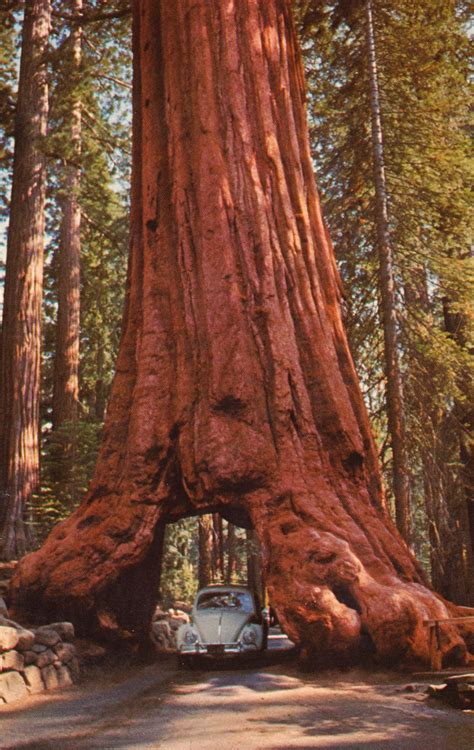 Wawona Tree Tunnel Yosemite. I remember this from when I was a little ...