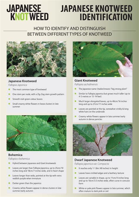 Japanese Knotweed Identification Guide, Here - DocsLib