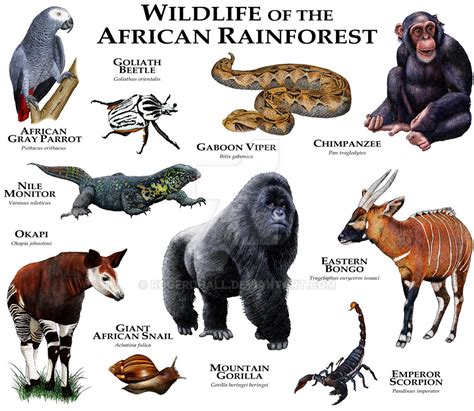 African Rainforest by rogerdhall on DeviantArt