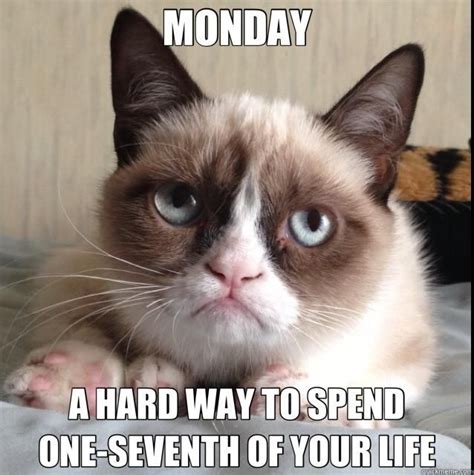 grumpy cat monday - Google Search | grumpy cat | Pinterest | Grumpy cat ...