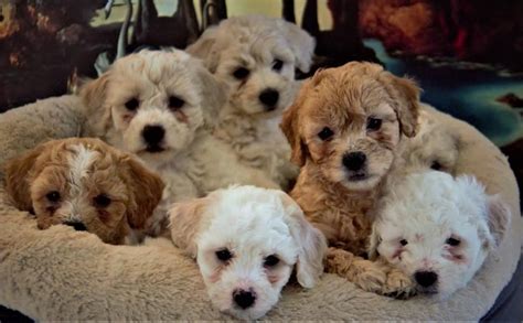 Maltipoo Dog Breed Information, Images, Characteristics, Health