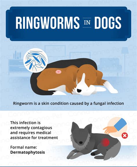 Can Ringworm Spread From Humans To Dogs