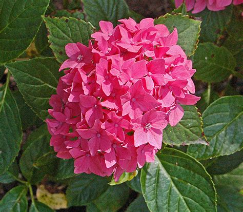 Plants & Flowers » Hydrangea hortensis