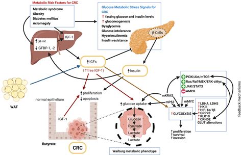 IJMS | Free Full-Text | Insulin-Like Growth Factor 1 (IGF-1) Signaling ...