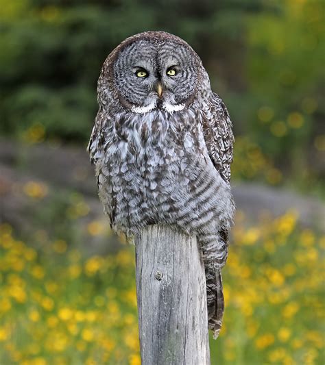 Great Grey Owl | Coniferous Forest